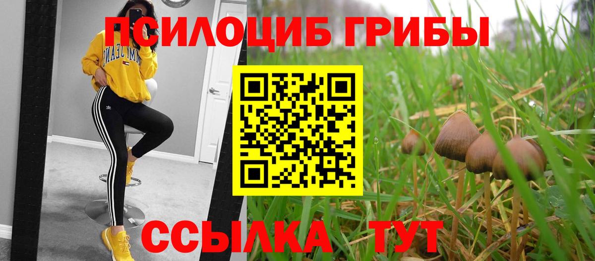 Пугачёв  Псилоцибиновые грибы Psilocybe  Вход с VPN 